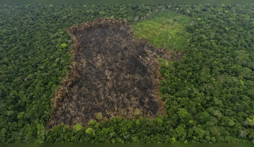 Pérdida de bosques tropicales cae un 36% en el 2025 Pérdida de bosques tropicales cae un 36% en el 2025