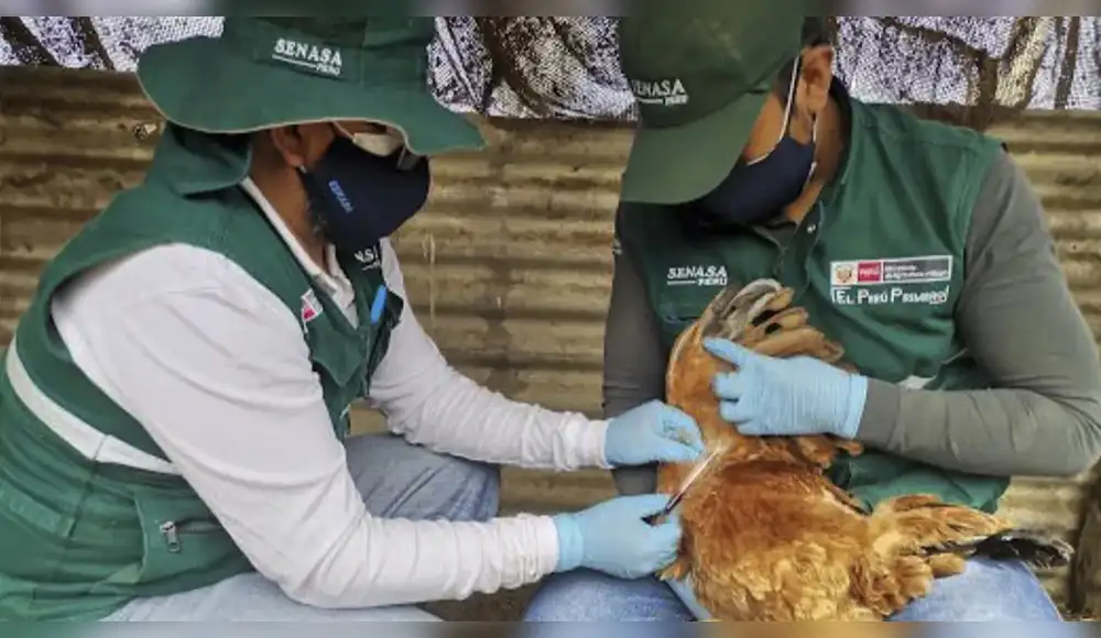 Detectan brotes de influenza aviar en la región Lambayeque