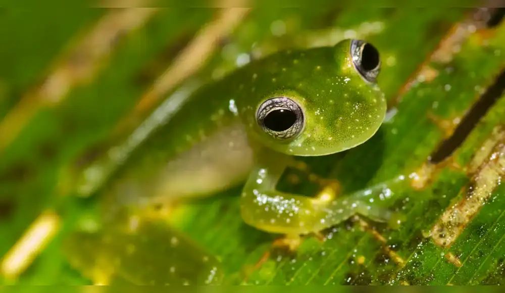 Ranas de cristal son amenazadas por el cambio climático