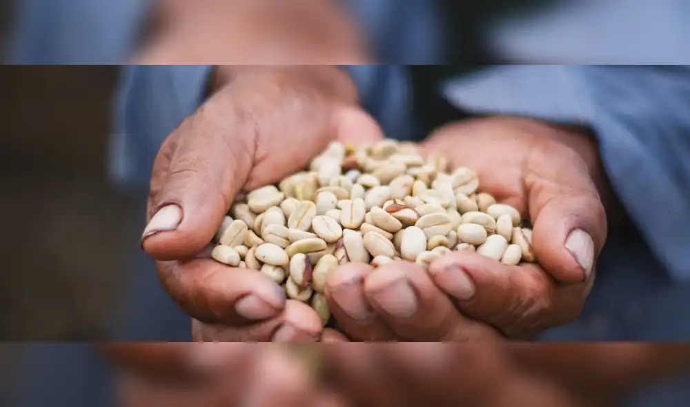 Día del Campesino: conoce la comunidad que huyó del terror y ahora produce café ecoamigable