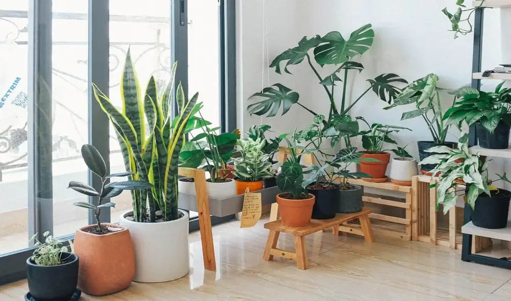 plantas