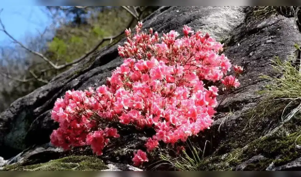 "Flores brotando entre las rocas": Las mujeres de China y el desarrollo de su pujante causa