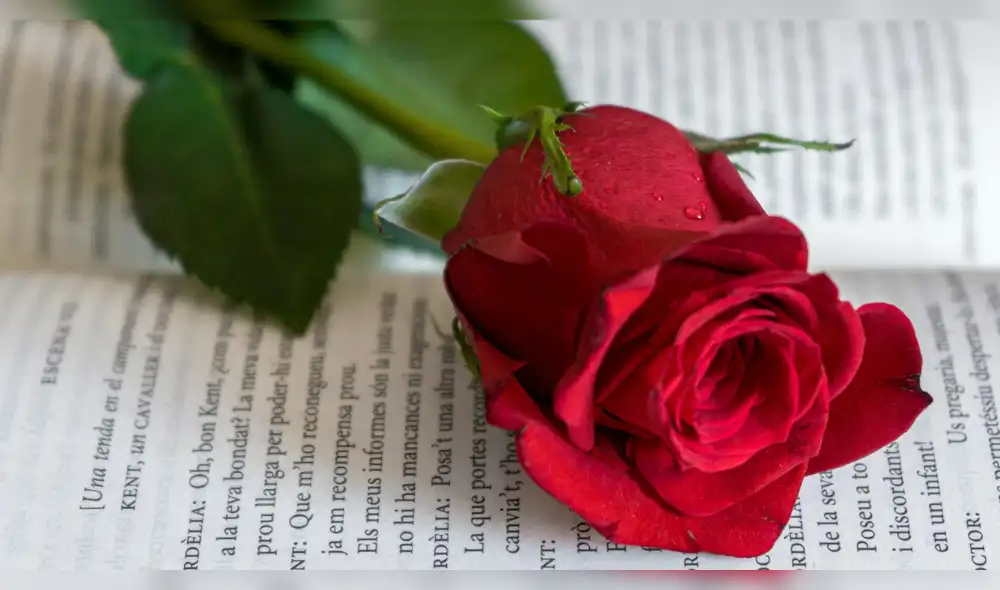 Las ciudades se llenan de puestos y firmas de autores, convirtiendo la jornada en una fiesta masiva que refuerza la participación ciudadana y el valor de regalar libros como gesto afectuoso.
