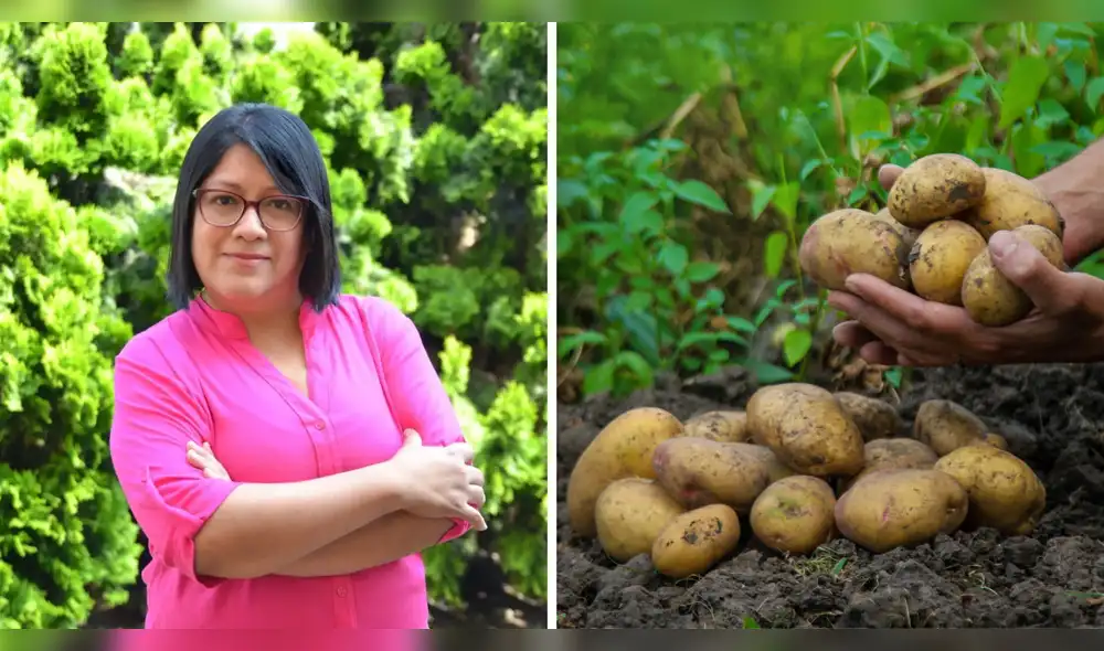 La Dra. Burgos ha dedicado más de veinte años a enriquecer cultivos con micronutrientes esenciales, creando variedades de papa que aportan un 50% más de hierro, altamente absorbible por el organismo. Foto: Envato / Agraria.pe gabriela-burgos-premio-mundial