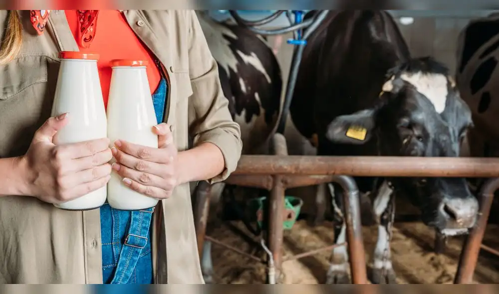 Bajo el proyecto ProLácteos, coordinado por el Midagri, se brindó asistencia técnica en regiones clave como Cajamarca y Arequipa. Foto: difusión. produccion-leche-peru