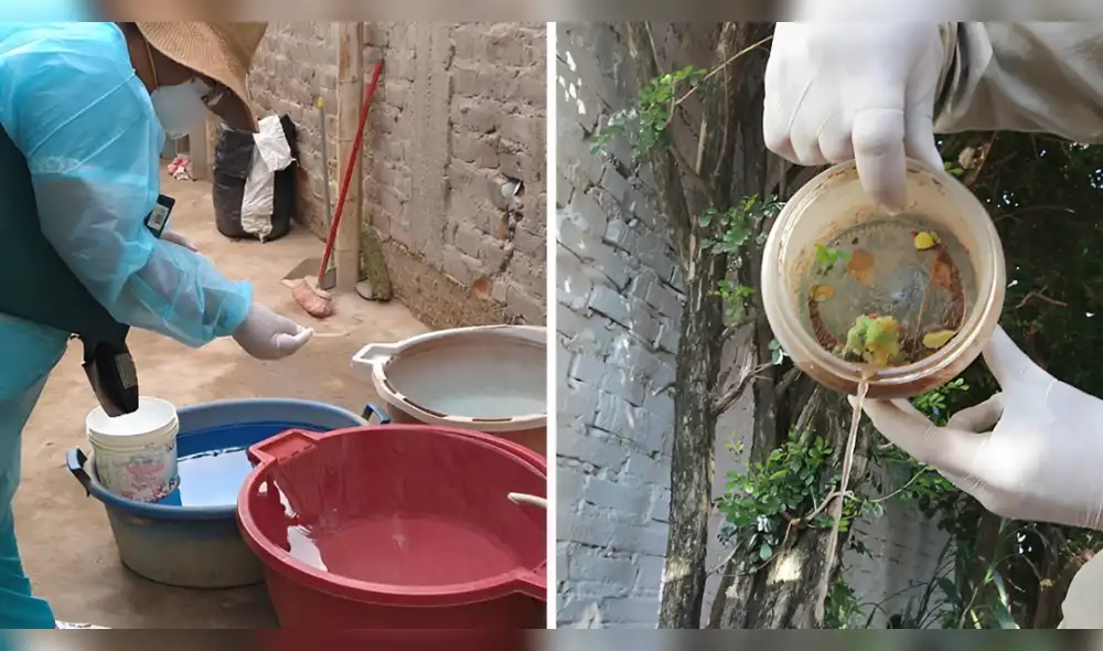 Los criaderos del mosquito del dengue pueden encontrarse en cualquier rincón con agua limpia dentro o cerca de las casas. Composición: V.C cómo-prevenir-el-dengue