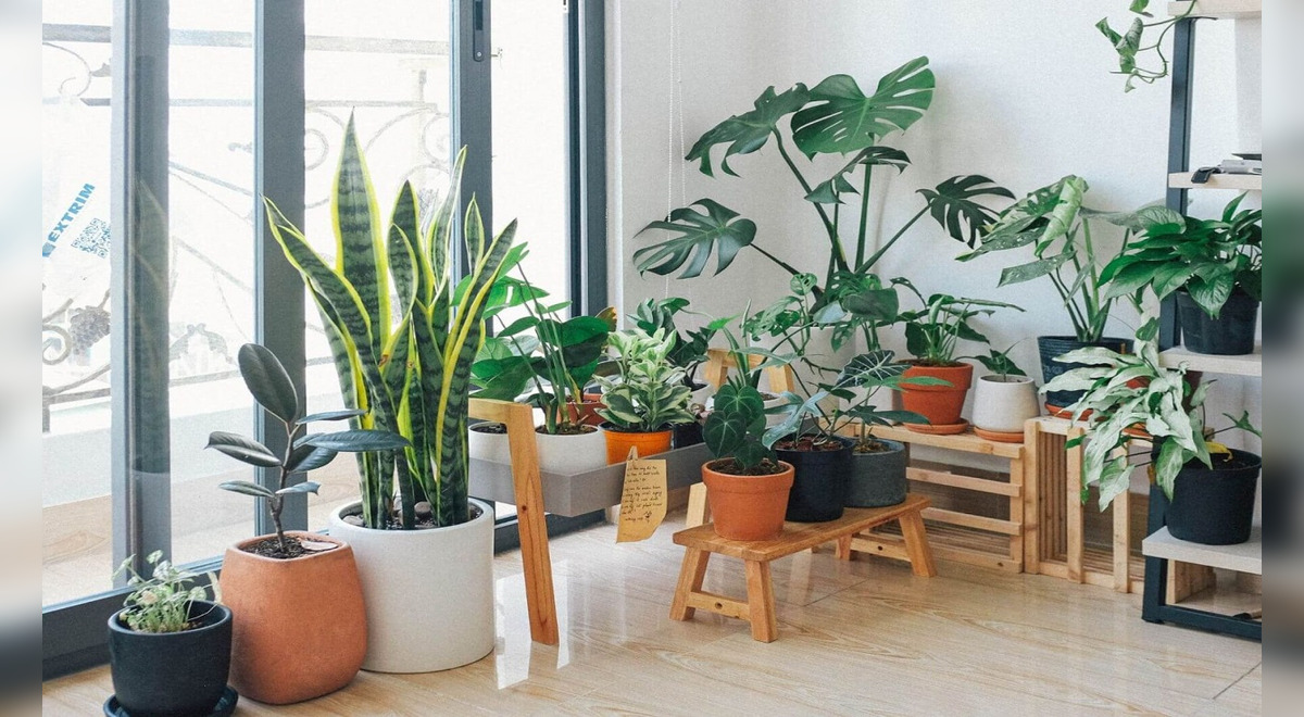 ¿Cómo decorar con plantas naturales?: ideas prácticas para tener un hogar más fresco y saludable ¿Cómo decorar con plantas naturales?: ideas prácticas para tener un hogar más fresco y saludable