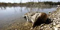 Botulismo causa enfermedad paralizante en las aves
