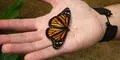 España: Cinco especies de mariposas en la lista de especies amenazadas