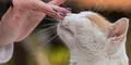 Gatos utilizan el olfato para distinguir a su dueño
