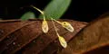Descubren nueva especie de orquídea en la Amazonía peruana
