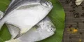 Científicos descubren nueva especie de parásito en peces amazónicos