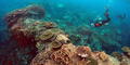 La Gran Barrera de Coral sufre su mayor declive en la historia