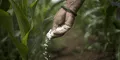 Crean fertilizante orgánico que protege cultivos durante sequías