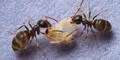 Fiyi: Declive de hormigas revela un “apocalipsis de insectos”