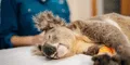 Lanza vacuna para salvar a los koalas de la clamidia