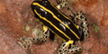 Descubren nueva especie de rana venenosa en Perú