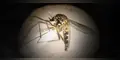 Detectan nueva variedad del Aedes aegypti en Amazonia de Brasil