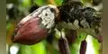Perú: Descubren hongo que controla plaga del cacao en Amazonía