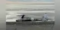 Muerta masiva de orcas conmociona a todo Argentina