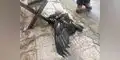 Rescatan a águila herida en centro poblado de Trujillo
