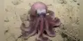 Hallan nueva y fascinante especie de Pulpo en Chile
