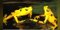 Ranas doradas regresan a Panamá tras un largo cautiverio