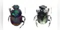 Naturaleza: Hallan seis nuevas especies de escarabajos en el Perú
