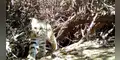 Escurridizo gato del pajonal es registrado en Reserva Illescas