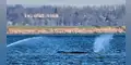 Ballena jorobada vuelve al mar Báltico al zafarse de largo varamiento