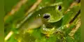Ranas de cristal son amenazadas por el cambio climático