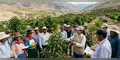 Empresa minera Southern Perú brinda capacita a agricultores de Torata para mejorar cultivos de palta y damasco