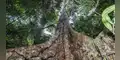 Reconocen dos shihuahuacos patrimoniales para proteger la Amazonía