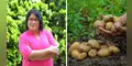 Premio mundial a científica peruana por crear papas contra la anemia