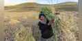 Antapaccay impulsa desarrollo agropecuario de más de 3.000 productores en Espinar
