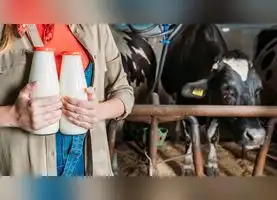Producción de leche en Perú: 2.099 productores buscan llegar a más mercados
