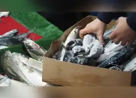 Fenómeno de El Niño cambia las reglas de pesca: conoce las nuevas cuotas y vedas