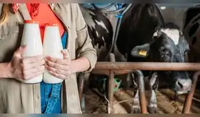 Producción de leche en Perú: 2.099 productores buscan llegar a más mercados