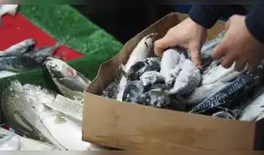 Fenómeno de El Niño cambia las reglas de pesca: conoce las nuevas cuotas y vedas