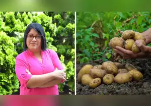 Premio mundial a científica peruana por crear papas contra la anemia
