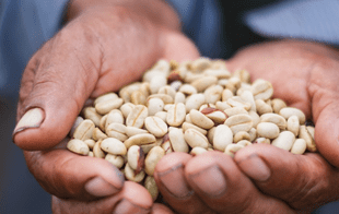 Día del Campesino: conoce la comunidad que huyó del terror y ahora produce café ecoamigable
