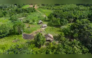 Defensa de la Amazonía peruana: líderes indígenas y científicos marcaron avances históricos en 2025