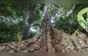 Reconocen dos shihuahuacos patrimoniales para proteger la Amazonía