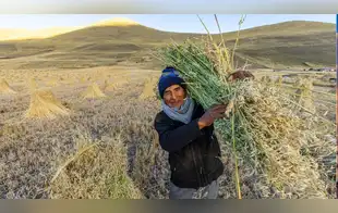 Antapaccay impulsa desarrollo agropecuario de más de 3.000 productores en Espinar