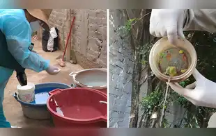 Prevención del dengue en casa: cómo eliminar criaderos