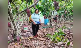 Productores de cacao promueven sostenibilidad agrícola