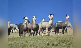 Día nacional de la alpaca: Perú es el primer productor mundial de fibra de alpaca