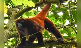 Perú: Más de 300 especies en peligro de extinción