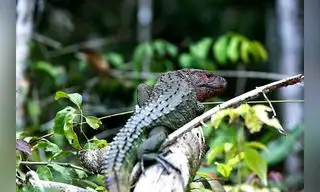 Loreto: Proyecto busca conservar fauna silvestre del Putumayo
