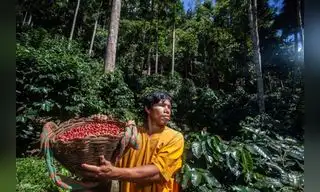 Cultivo sostenible beneficia a comunidades amazónicas
